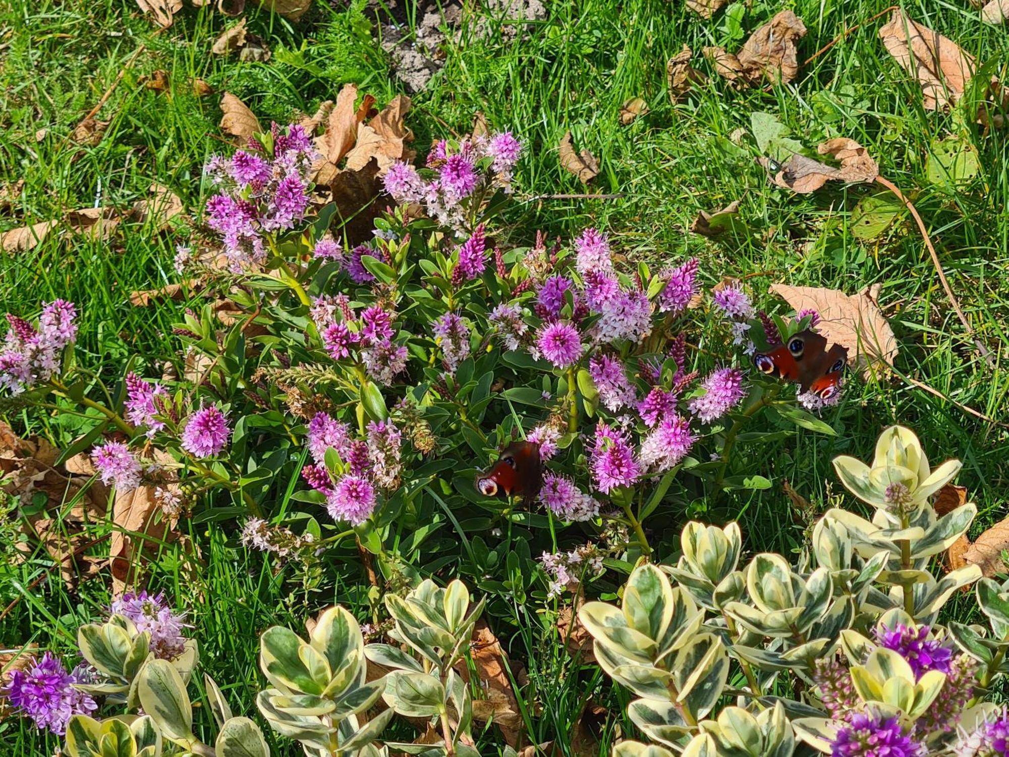 Chalet 'Como La Flor' Julianadorp Flowerfields Overview! Εξωτερικό φωτογραφία
